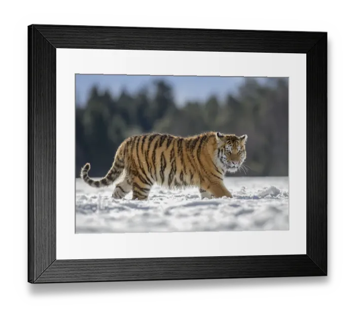 Framed Print : Siberian tiger (Panthera tigris altaica) juvenile running in snow Framed Print : Siberian tiger (Panthera tigris altaica) juvenile running in snow