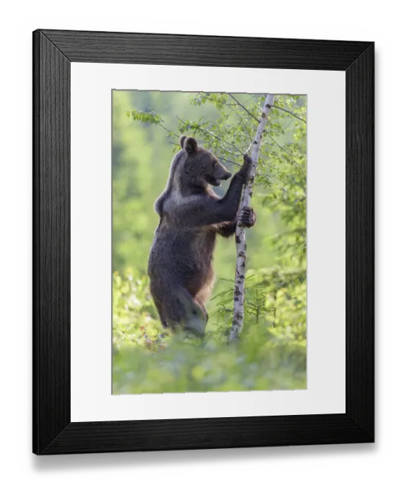 Framed Print : Brown bear (Ursus arctos), standing erect