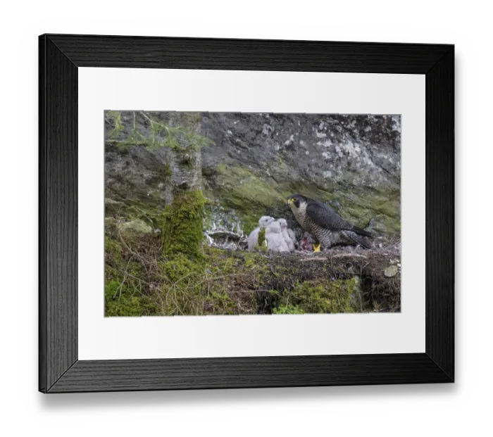 Framed Print : Peregrine falcon Falcon (Falco peregrinus)