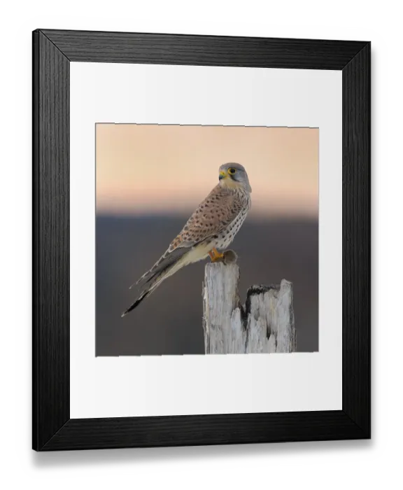Framed Print : Common Common Kestrel (Falco tinnunculus) Framed Print : Common Common Kestrel (Falco tinnunculus)