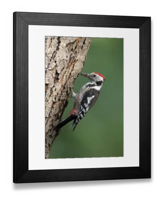 Framed Print : Middle spotted woodpecker (Dendrocopos medius), adult at breeding cavity with prey in beak, feeding, Krickenbecker Lakes, Nettetal, North Rhine-Westphalia, Germany, Europe Framed Print : Middle spotted woodpecker (Dendrocopos medius), adult at breeding cavity with prey in beak, feeding, Krickenbecker Lakes, Nettetal, North Rhine-Westphalia, Germany, Europe