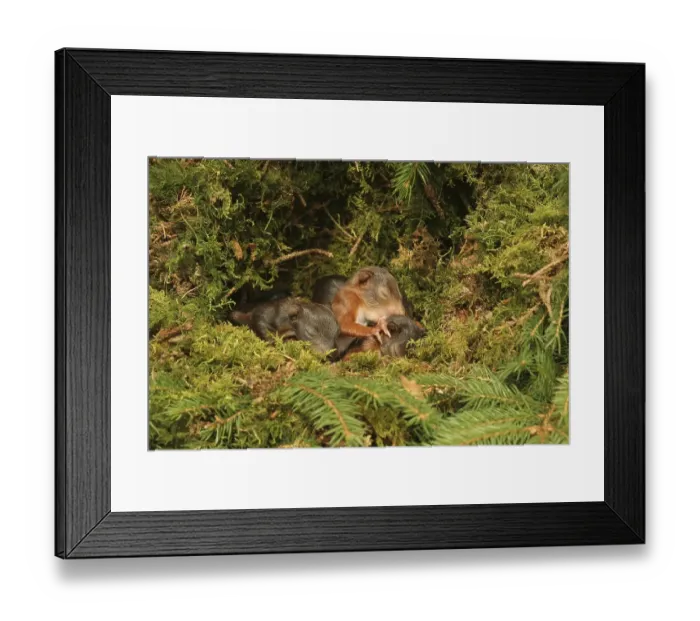 Framed Print : Eurasian Red Squirrel (Sciurus vulgaris) young in drey, blind Framed Print : Eurasian Red Squirrel (Sciurus vulgaris) young in drey, blind