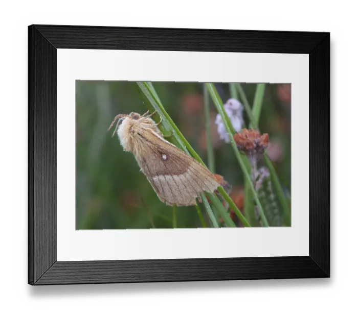 Framed Print : Oak eggar (Lasiocampa Quercus) moth