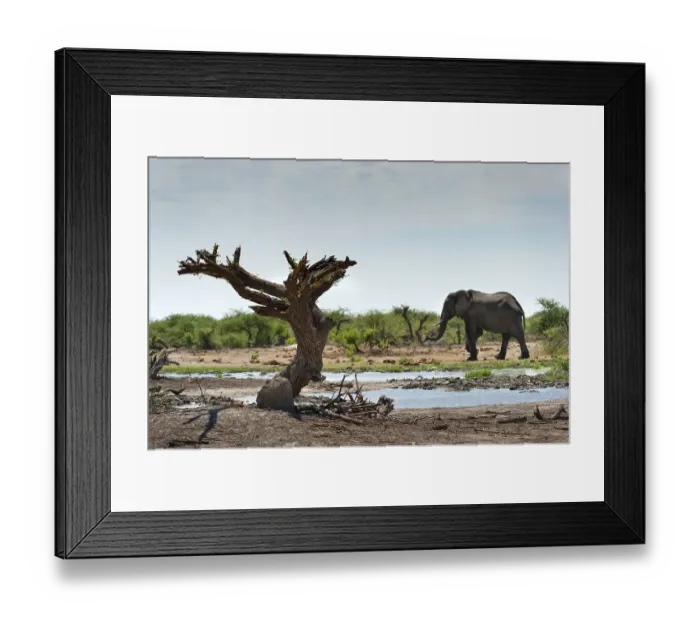 Framed Print : Elephant (Loxodonta africana), dead tree
