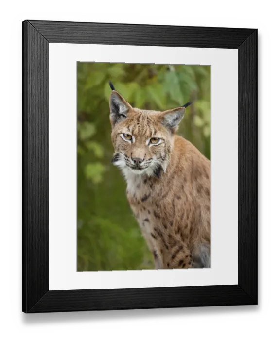 Framed Print : Eurasian Lynx (Lynx lynx), animal enclosure