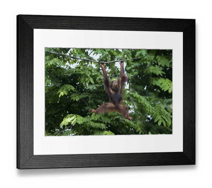 Framed Print : Bornean Orangutan (Pongo pygmaeus) hanging on a rope