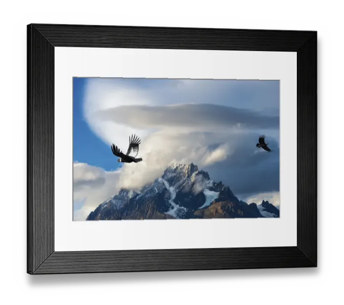 Framed Print : Andean Condors (Vultur gryphus) flying over mountains