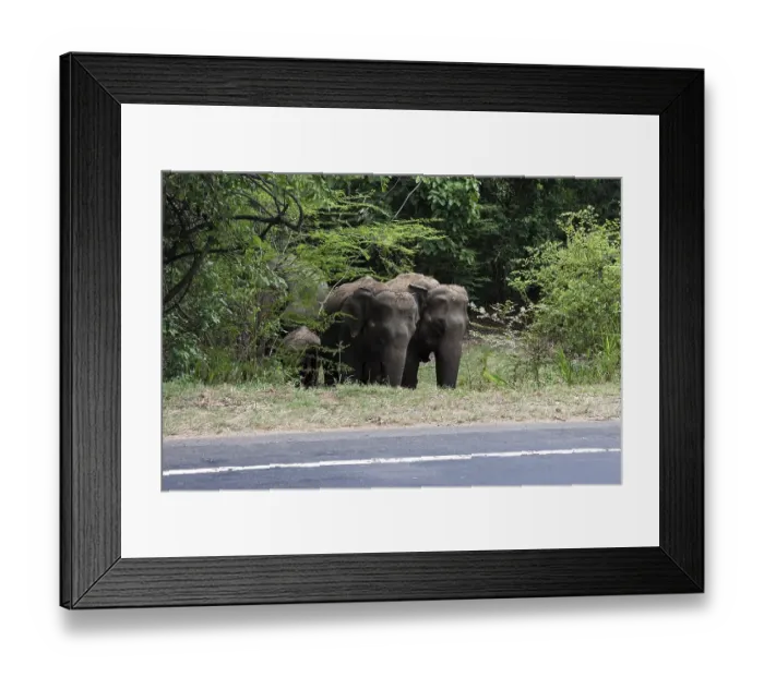 Framed Print : Asian or Asiatic elephants (Elephas maximus) standing at roadside Framed Print : Asian or Asiatic elephants (Elephas maximus) standing at roadside