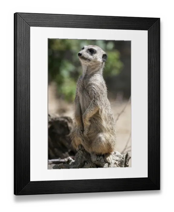 Framed Print : Meerkat (Suricata suricatta), female looking out