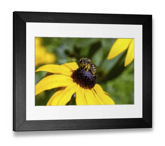 Framed Print : Honey bee (Apis mellifera) collecting nectar on a coneflower (Rudbeckia hirta)