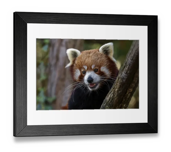 Framed Print : Red panda (Ailurus), portrait, captive