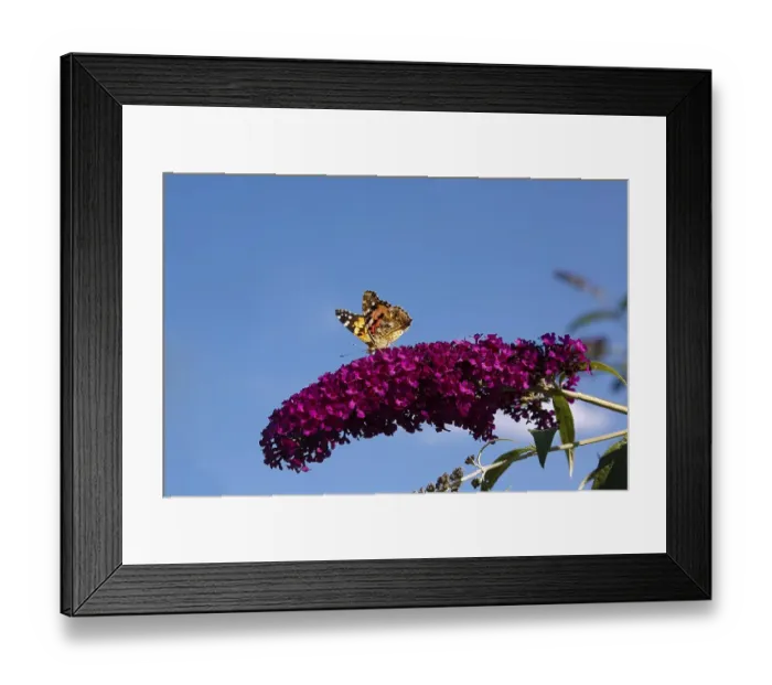 Framed Print : Small fox (Vanessa urticae), butterfly on flower
