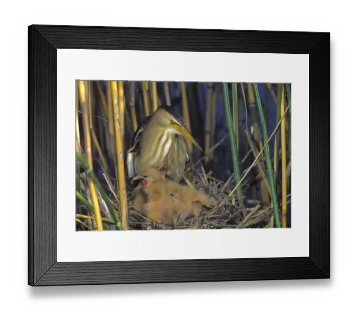 Framed Print : Little Bittern (Ixobrychus minutus) Framed Print : Little Bittern (Ixobrychus minutus)