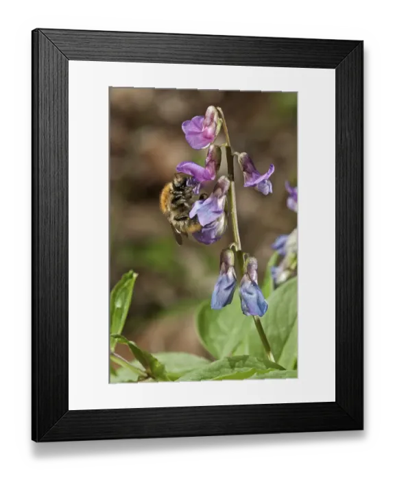 Framed Print : Spring Vetchling or Vetch or Spring Pea (Lathyrus vernus)