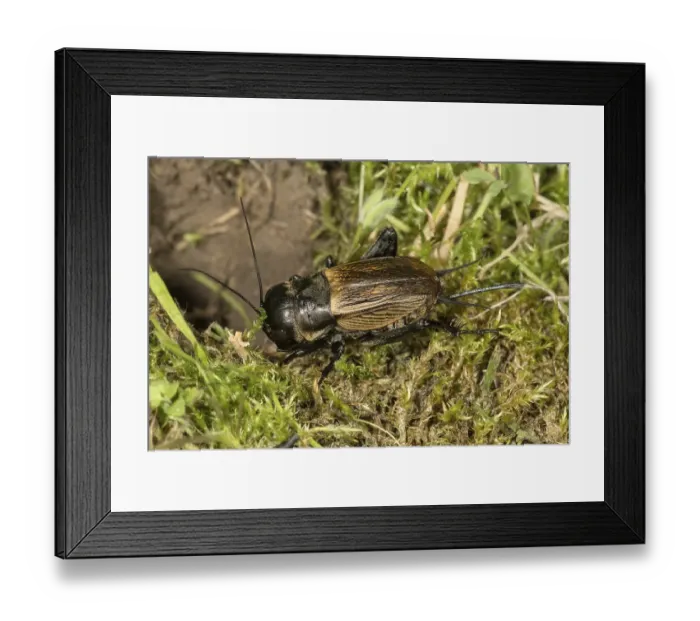 Framed Print : Field cricket (Gryllus campestris) Framed Print : Field cricket (Gryllus campestris)