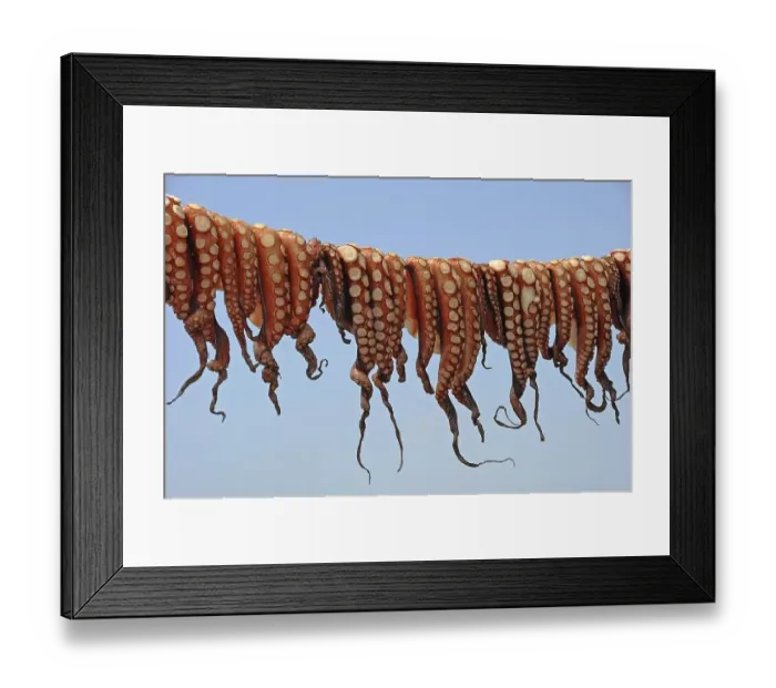 Framed Print : Octopuses hung up to dry on a washing line