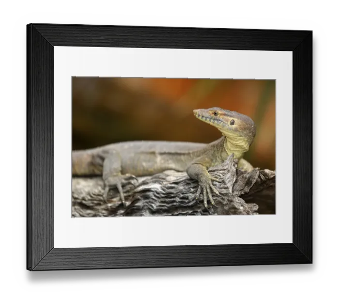 Framed Print : Merten's Water Monitor Lizard (Varanus mertensi)