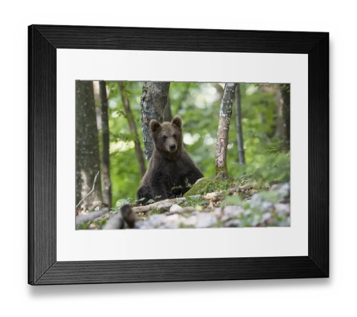 Framed Print : Brown bear (Ursus arctos), young animal in the forest