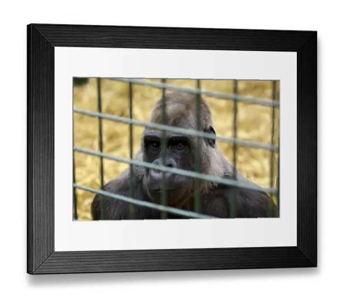 Framed Print : Western Lowland Gorilla Gorilla gorilla gorilla in captivity