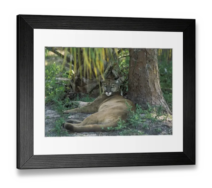 Framed Print : Florida Panther - Puma ( Profelis concolor) Florida - USA