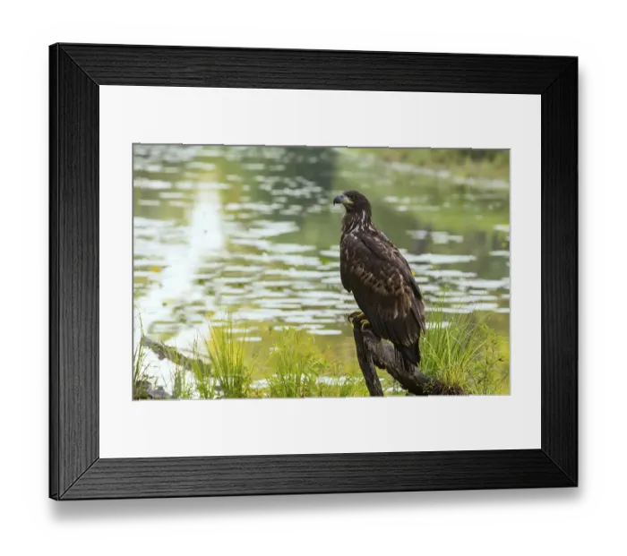 Framed Print : White-tailed eagle (Haliaeetus albicilla), Lobau, Schoenau an der Donau, Lower Austria, Austria, Europe Framed Print : White-tailed eagle (Haliaeetus albicilla), Lobau, Schoenau an der Donau, Lower Austria, Austria, Europe