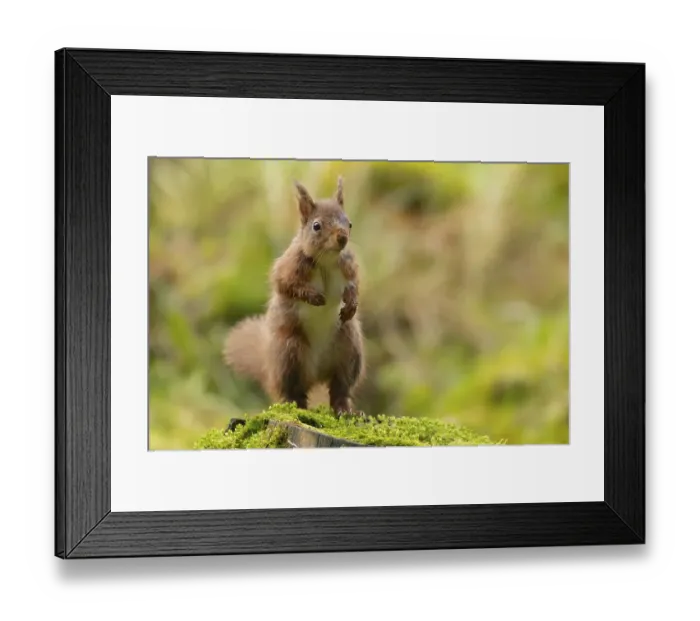 Framed Print : Red squirrel (Sciurus vulgaris) adult animal standing on a tree stump Framed Print : Red squirrel (Sciurus vulgaris) adult animal standing on a tree stump