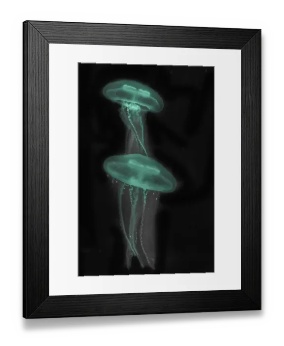 Framed Print : Moon Jellyfish (Aurelia aurita) in coloured light