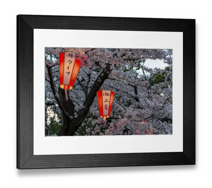 Framed Print : Glowing lanterns in blossoming cherry trees at Hanami Festival in spring
