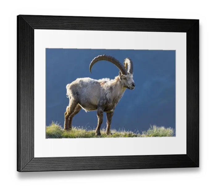 Framed Print : Alpine Ibex (Capra ibex), change of coat, Mont Blanc massif, Chamonix, France, Europe Framed Print : Alpine Ibex (Capra ibex), change of coat, Mont Blanc massif, Chamonix, France, Europe