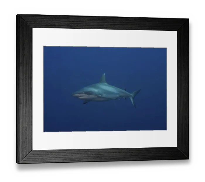 Framed Print : Grey Reef Shark (Carcharhinus amblyrhynchos)