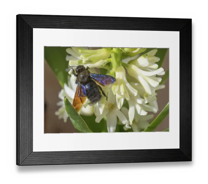 Framed Print : Carpenter Bee (Xylocopa) on a hyacinth flower Framed Print : Carpenter Bee (Xylocopa) on a hyacinth flower
