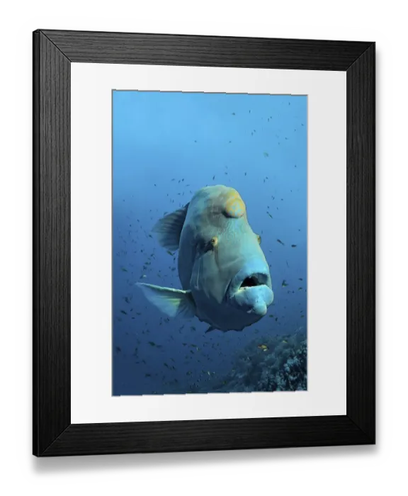 Framed Print : Humphead wrasse (Cheilinus undulatus) over coral reef