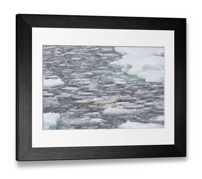 Framed Print : Polar Bears (Ursus maritimus), female and juvenile swimming through the pack ice Framed Print : Polar Bears (Ursus maritimus), female and juvenile swimming through the pack ice
