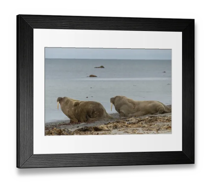 Framed Print : Two Walruses (Odobenus rosmarus) on the beach