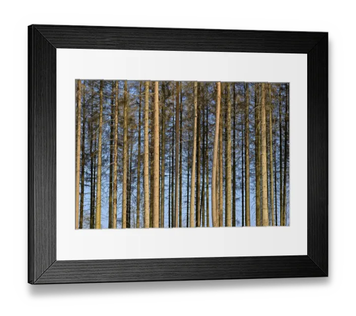 Framed Print : Coniferous forest, dead spruce (Picea abies) due to bark beetle infestation and drought