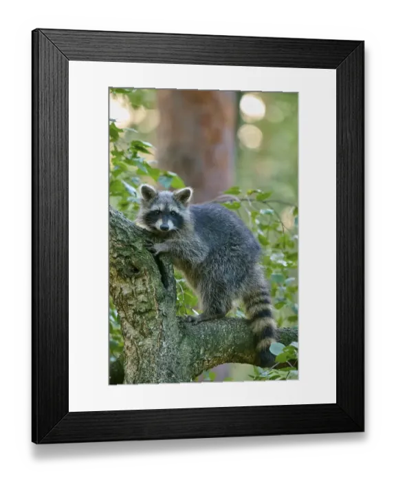 Framed Print : Raccoon (Procyon lotor), climbing curiously on a tree trunk in the forest