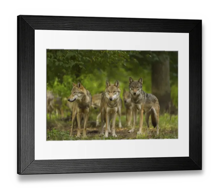 Framed Print : Wolf (Canis lupus), wolf pack standing on a meadow in forest Framed Print : Wolf (Canis lupus), wolf pack standing on a meadow in forest