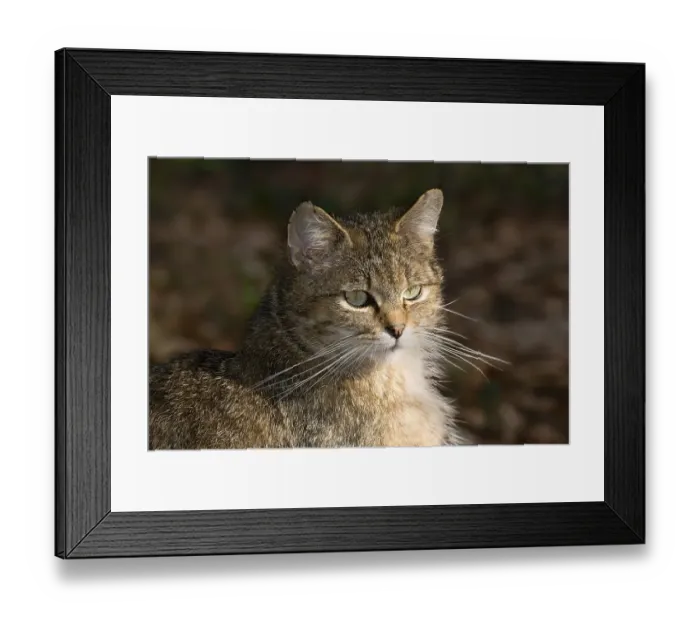 Framed Print : Wildcat (Felis silvestris), captive Framed Print : Wildcat (Felis silvestris), captive