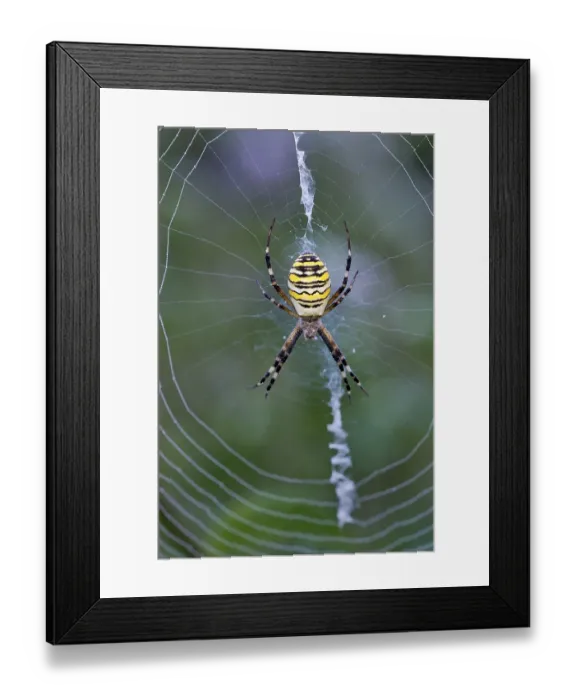 Framed Print : Orb-web spider (Argiope bruennichi) in its web, Limbach, Burgenland, Austria, Europe Framed Print : Orb-web spider (Argiope bruennichi) in its web, Limbach, Burgenland, Austria, Europe