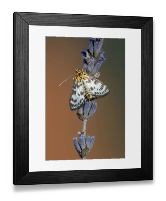 Framed Print : Abraxas grossulariata (Abraxas grossulariata) on lavender blossom Framed Print : Abraxas grossulariata (Abraxas grossulariata) on lavender blossom