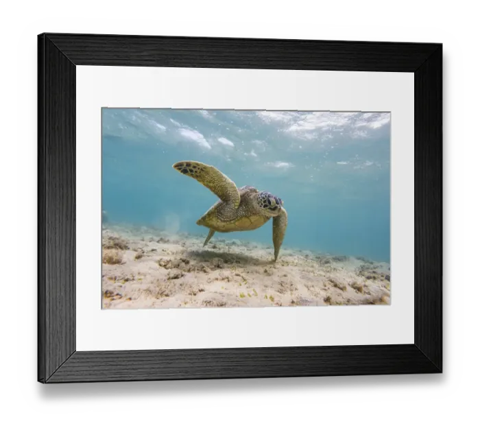 Framed Print : Green turtle (Chelonia mydas), underwater