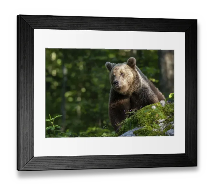 Framed Print : European brown bear (Ursus arctos arctos) in the forest