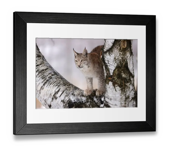 Framed Print : Eurasian lynx (Lynx lynx) on a tree in winter Framed Print : Eurasian lynx (Lynx lynx) on a tree in winter