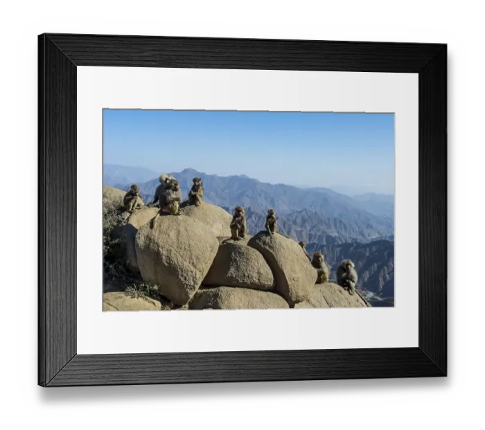 Framed Print : Baboons on rocks, Abha, Saudi Arabia, Asia