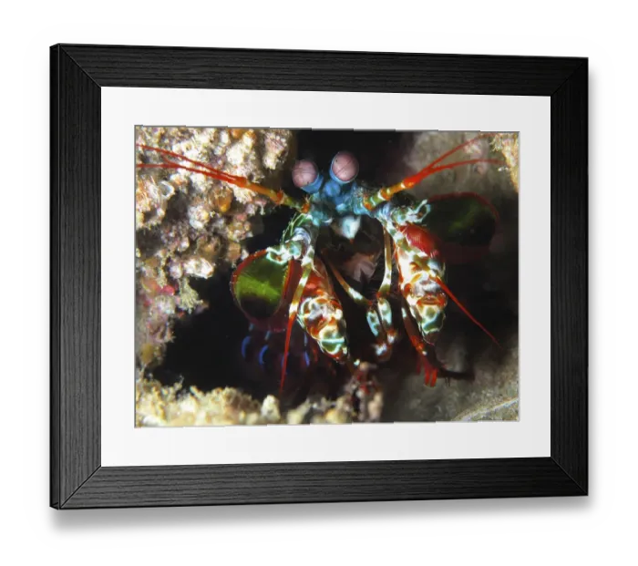 Framed Print : Peacock mantis shrimp (Odontodactylus scyllarus)