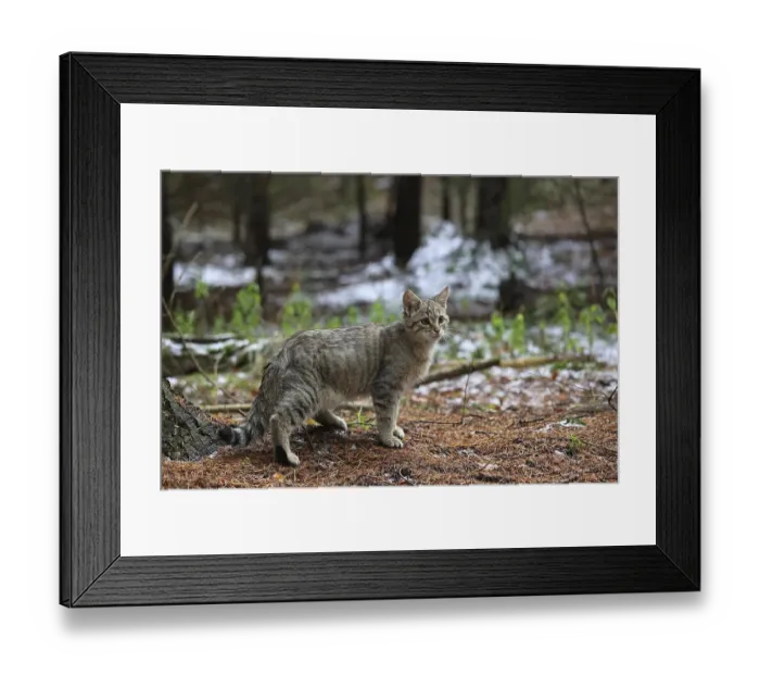 Framed Print : Wildcat (Felis silvestris), young male