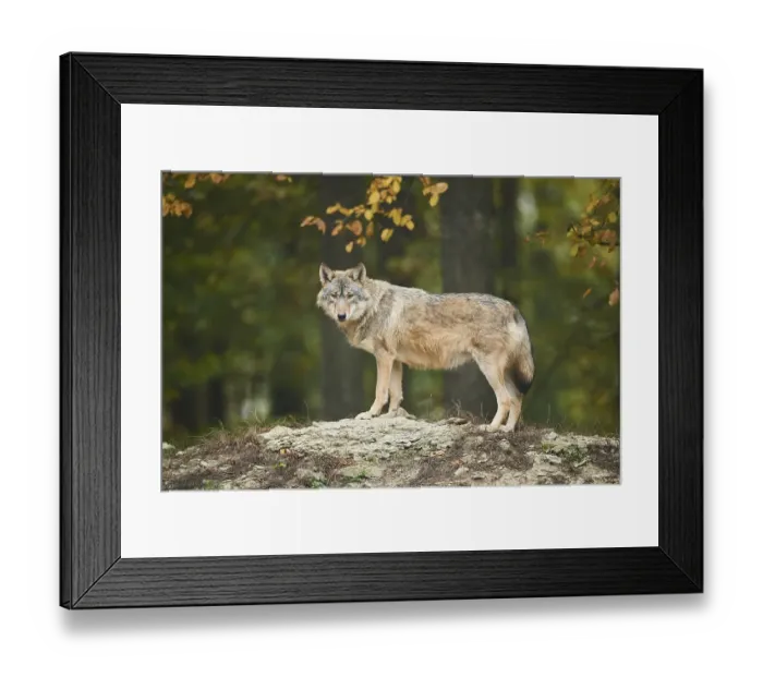 Framed Print : Eastern wolf (Canis lupus lycaon) standing on a hill