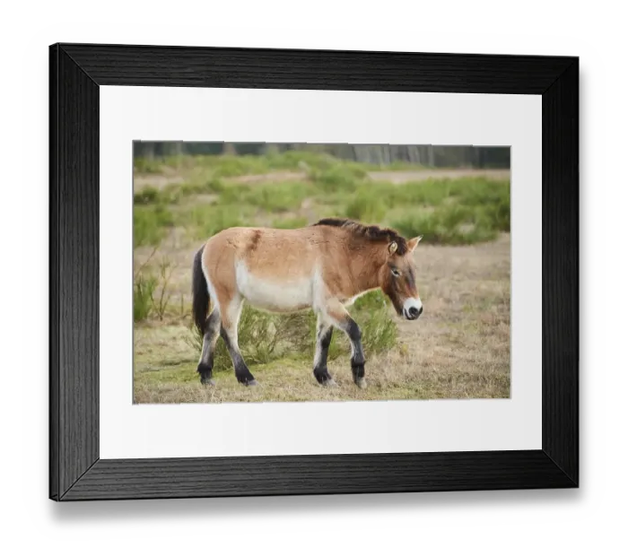 Framed Print : Przewalski's horse (Equus ferus przewalskii)