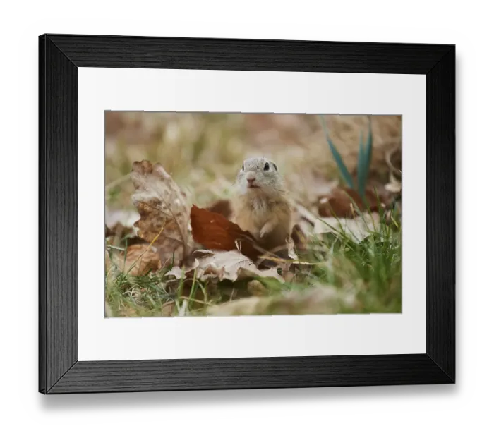 Framed Print : European ground squirrel (Spermophilus citellus) on a meadow