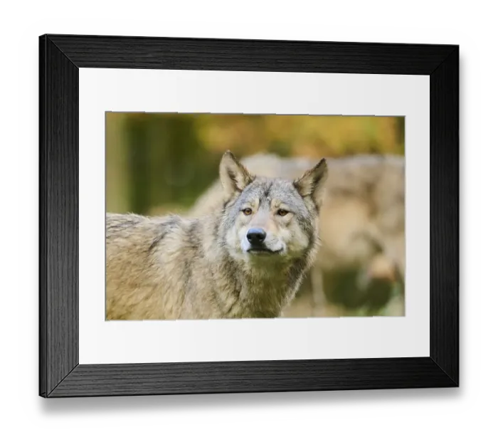 Framed Print : Eastern wolf (Canis lupus lycaon)